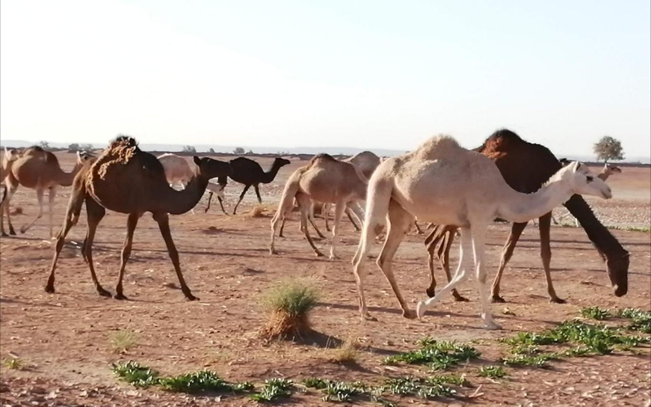 מחמיד Kasbah Les Alizes Du Desert מראה חיצוני תמונה